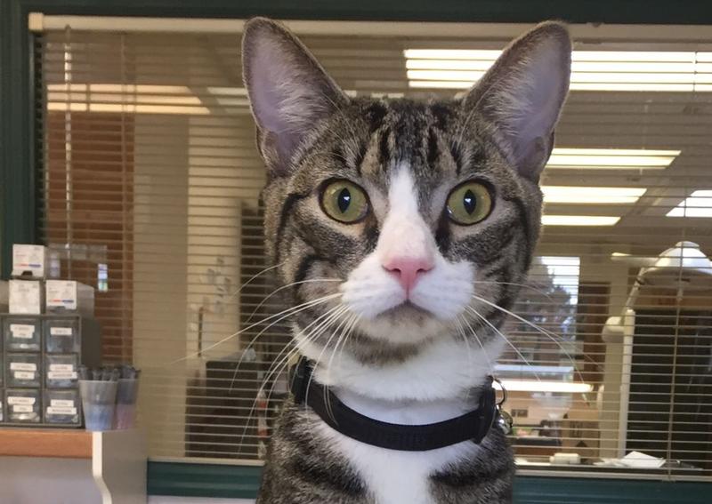 Tritt Animal Hospital Marietta veterinarians